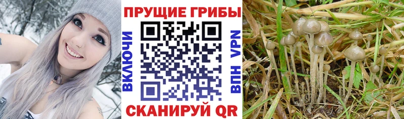 МЕГА tor  купить  цена  Свободный  Псилоцибиновые грибы Cubensis 